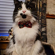 Ziggy joined the competition — help win amazing prizes! cat, bow_tie, black_and_white, fluffy, pet, indoor, curious, wide_eyes, window_blinds, curtains, holiday_decor, perch, feline, whiskers, nose_spot, cozy, domestic_animal, sitting, portrait, cute