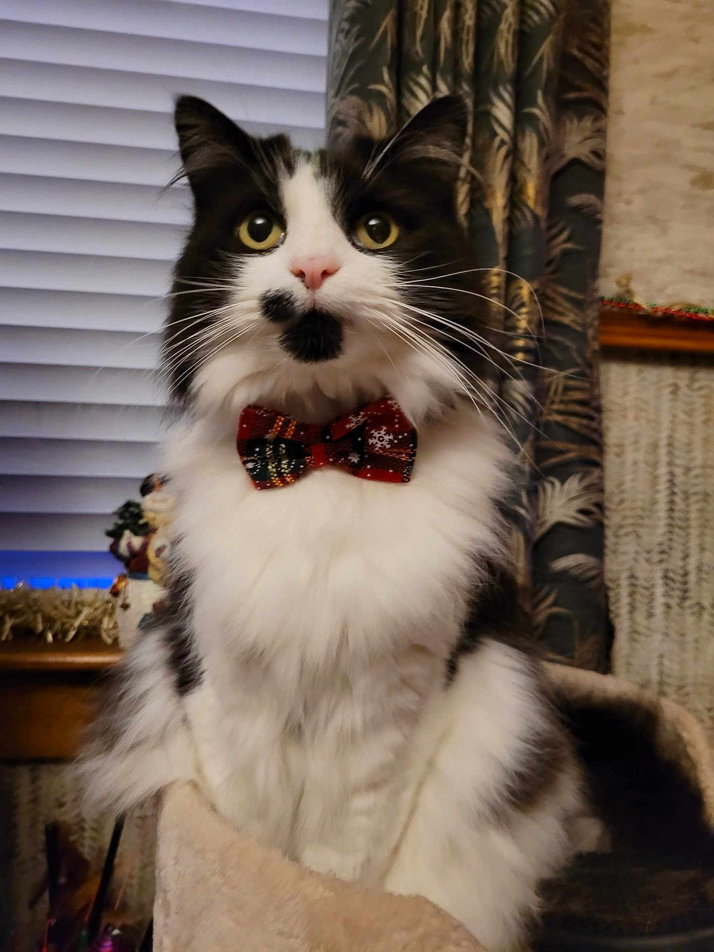 Ziggy joined the competition — help win amazing prizes! cat, bow_tie, black_and_white, fluffy, pet, indoor, curious, wide_eyes, window_blinds, curtains, holiday_decor, perch, feline, whiskers, nose_spot, cozy, domestic_animal, sitting, portrait, cute