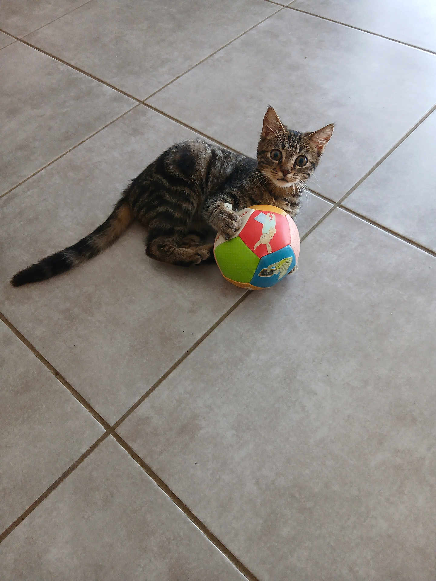 Gribouille a rejoint le concours — aidez-le/la à gagner de superbes lots ! kitten, cat, toy, ball, floor, tile, tabby, pet, animal, cute, playful, indoor, young, small, feline, whiskers, paw, curious, claw, striped