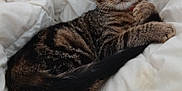 Gribouille a rejoint le concours — aidez-le/la à gagner de superbes lots ! cat, kitten, tabby, pet, animal, feline, cute, curled_up, whiskers, ears, eyes, tail, fur, sleeping_area, blanket, white_background, indoor, resting, young, cozy