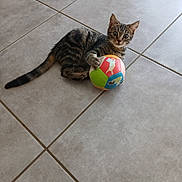 Gribouille participe au concours pour gagner de l'argent avec cette photo : kitten, tabby, cat, toy, ball, indoor, floor, tile, pet, animal, cute, playful, young, fur, claws, paw, whiskers, small, curious, laying