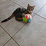 kitten, tabby, cat, toy, ball, indoor, floor, tile, pet, animal, cute, playful, young, fur, claws, paw, whiskers, small, curious, laying