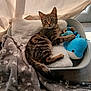 kitten, tabby, cat, plush_toy, blue_dolphin, blanket, bed, curtains, sunlight, indoor, cozy, pet, animal, fur, whiskers, relaxed, cute, toy, comfort, resting