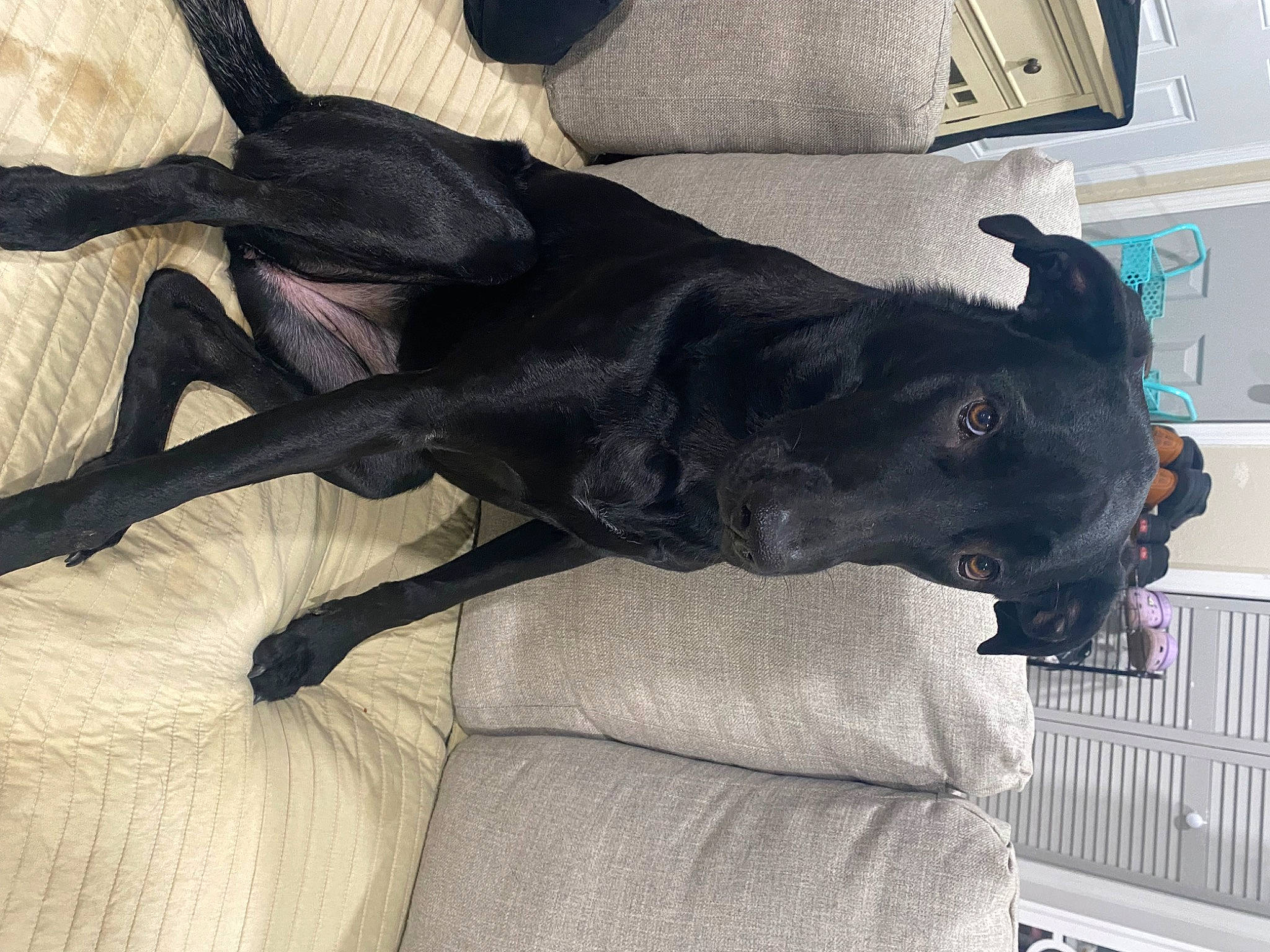 Daleysa is registered to the contest to win money with this photo: black_cat, borador, canidae, carnivore, comfort, companion_dog, couch, dog, dog_breed, fawn, fur, grey, guard_dog, liver, non_sporting_group, sculpture, sporting_group, tail, terrestrial_animal, working_animal