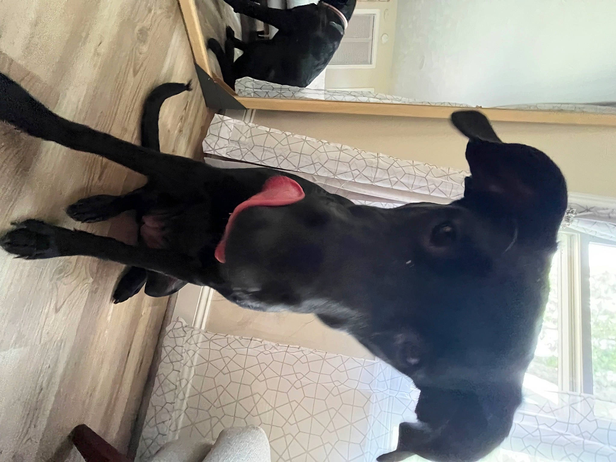 Daleysa joined the competition — help win amazing prizes! borador, canidae, carnivore, collar, companion_dog, dog, dog_breed, dog_collar, ear, fawn, gesture, great_dane, guard_dog, mammal, pet_supply, snout, sporting_group, tail, window, working_animal