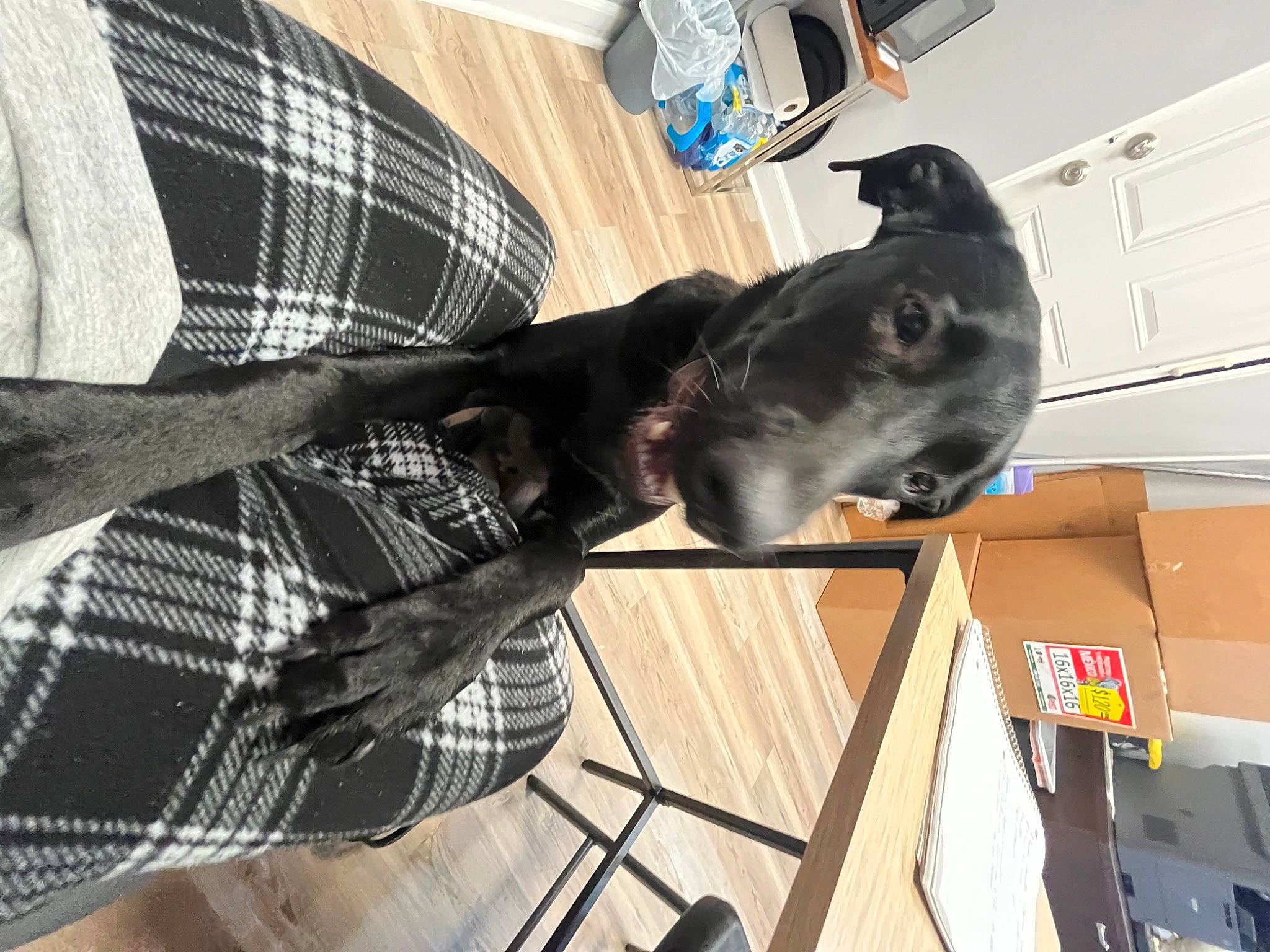 Daleysa is registered to the contest to win money with this photo: canidae, carnivore, collar, companion_dog, dog, dog_breed, dog_supply, dress_shirt, fawn, fur, guard_dog, pattern, pet_supply, plaid, shipping_box, sleeve, tartan, vertebrate, working_animal