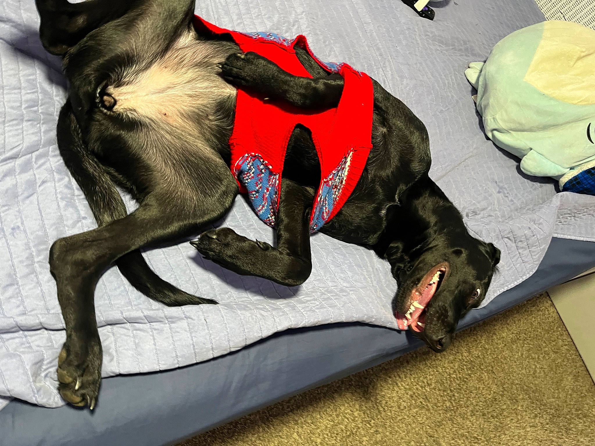 Daleysa joined the competition — help win amazing prizes! ankle, art, bag, canidae, carmine, comfort, companion_dog, fictional_character, flooring, foot, human_leg, knee, linens, painting, personal_protective_equipment, sculpture, sitting, sportswear, thigh, visual_arts