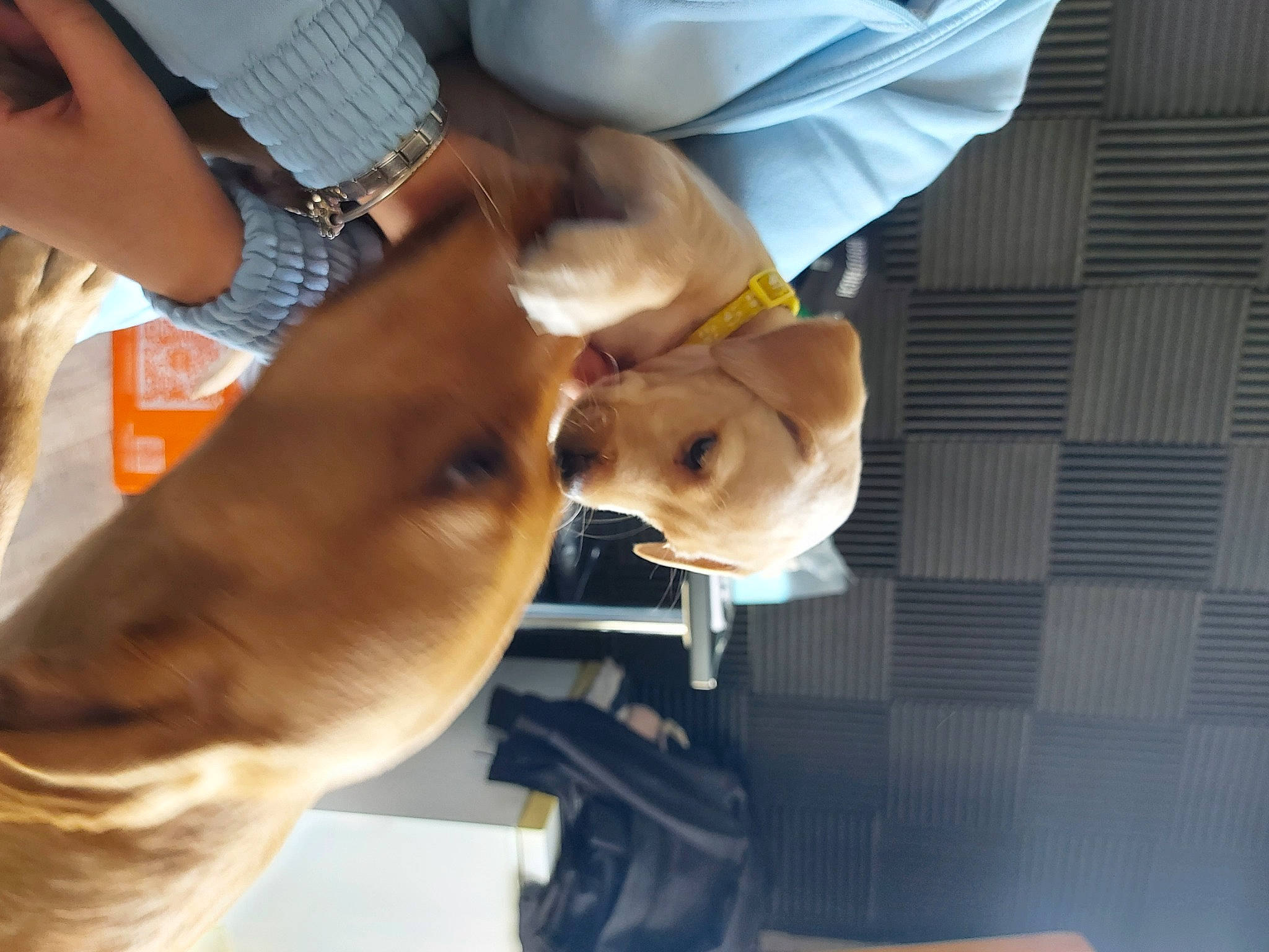 Tilly is registered to the contest to win money with this photo: canidae, carnivore, collar, companion_dog, dog, dog_breed, ear, fast_food, fawn, fur, non_sporting_group, sporting_group, tail, watch, whiskers, working_animal, wrist