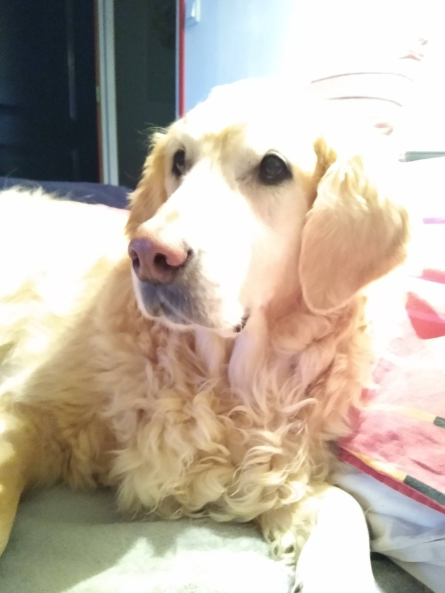 Jessie a rejoint le concours — aidez-le/la à gagner de superbes lots ! american_cocker_spaniel, canidae, carnivore, cocker_spaniel, companion_dog, dog, dog_breed, english_cocker_spaniel, fawn, golden_retriever, mammal, puppy, rare_breed_dog, retriever, russian_spaniel, snout, spaniel, sporting_group, vertebrate