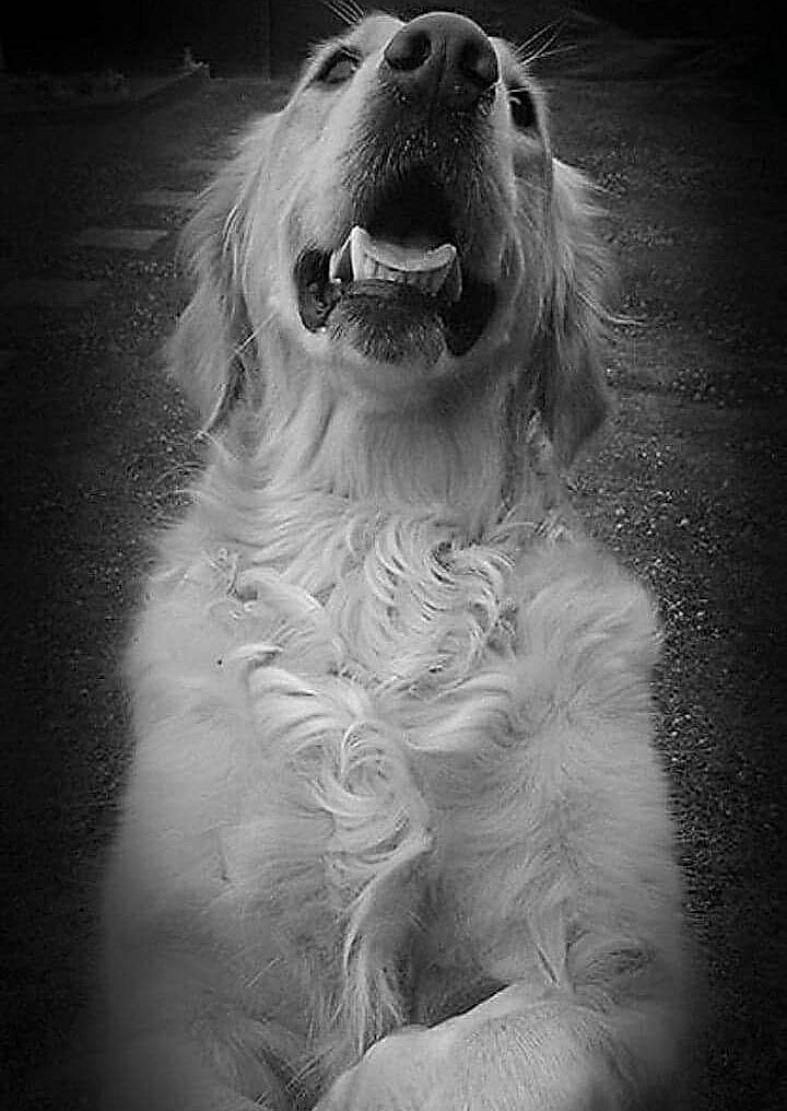 Jessie participe au concours pour gagner de l'argent avec cette photo : afghan_hound, black_and_white, canidae, carnivore, companion_dog, dog, dog_breed, golden_retriever, irish_setter, mammal, monochrome, nose, retriever, setter, snout, sporting_group, whiskers