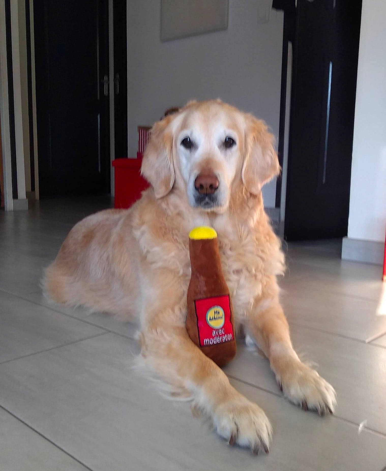 Jessie a rejoint le concours — aidez-le/la à gagner de superbes lots ! canidae, carnivore, companion_dog, dog, dog_breed, dog_toy, fawn, flat_coated_retriever, golden_retriever, mammal, paw, puppy, rare_breed_dog, retriever, small_greek_domestic_dog, snout, sporting_group, tail, vertebrate