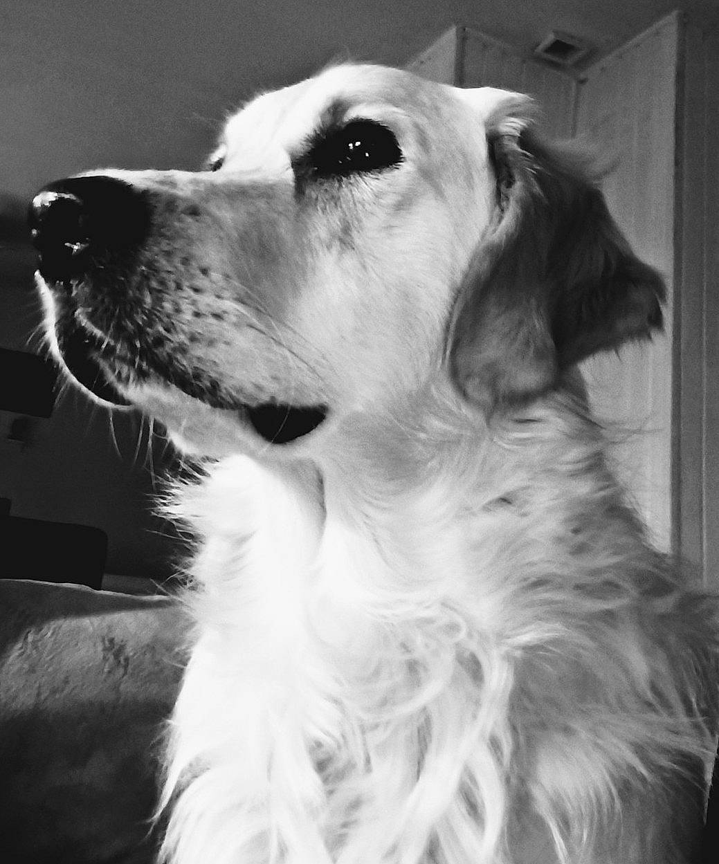 Logane a rejoint le concours — aidez-le/la à gagner de superbes lots ! beauty, canidae, carnivore, companion_dog, dog, dog_breed, fur, gun_dog, monochrome, monochrome_photography, photography, snout, sporting_group, style, terrestrial_animal, whiskers, white, working_animal, working_dog