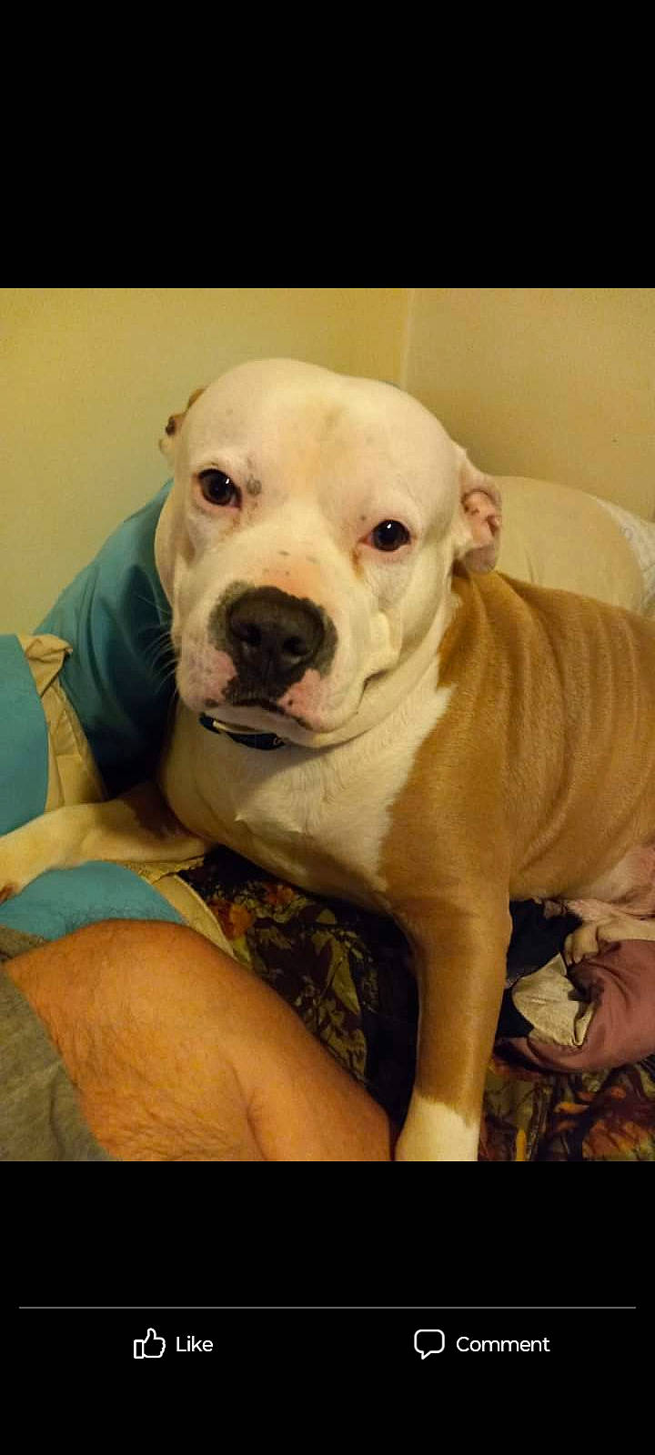 Roscoe Hurricane joined the competition — help win amazing prizes! canidae, carnivore, comfort, companion_dog, dog, dog_breed, dog_collar, dogo_argentino, fawn, jaw, molosser, non_sporting_group, puppy, snout, sporting_group, terrestrial_animal, toy_dog, whiskers, working_animal, wrinkle