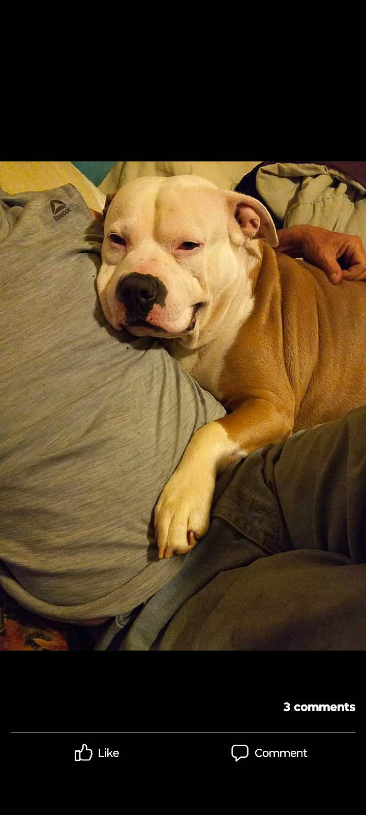 Roscoe Hurricane is registered to the contest to win money with this photo: canidae, carnivore, comfort, companion_dog, dog, dog_breed, fawn, flash_photography, flesh, fur, guard_dog, linens, non_sporting_group, portrait_photography, sporting_group, terrestrial_animal, whiskers, wood, working_animal, wrinkle