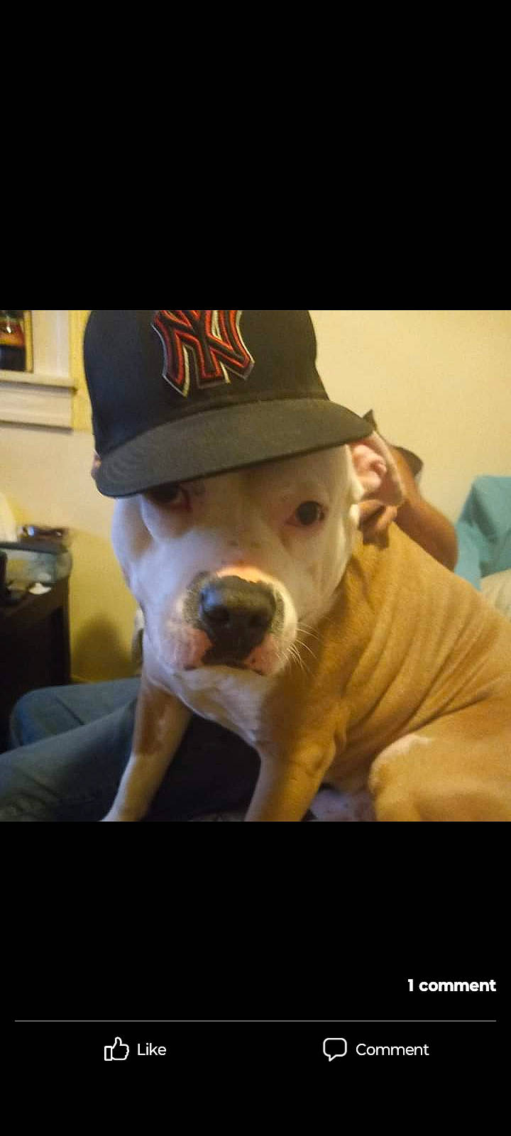 Roscoe Hurricane is registered to the contest to win money with this photo: baseball_cap, cap, carnivore, companion_dog, costume_hat, cowboy_hat, dog, dog_breed, ear, eyewear, fashion_accessory, fawn, fedora, happy, hat, jaw, selfie, snout, sun_hat, working_animal