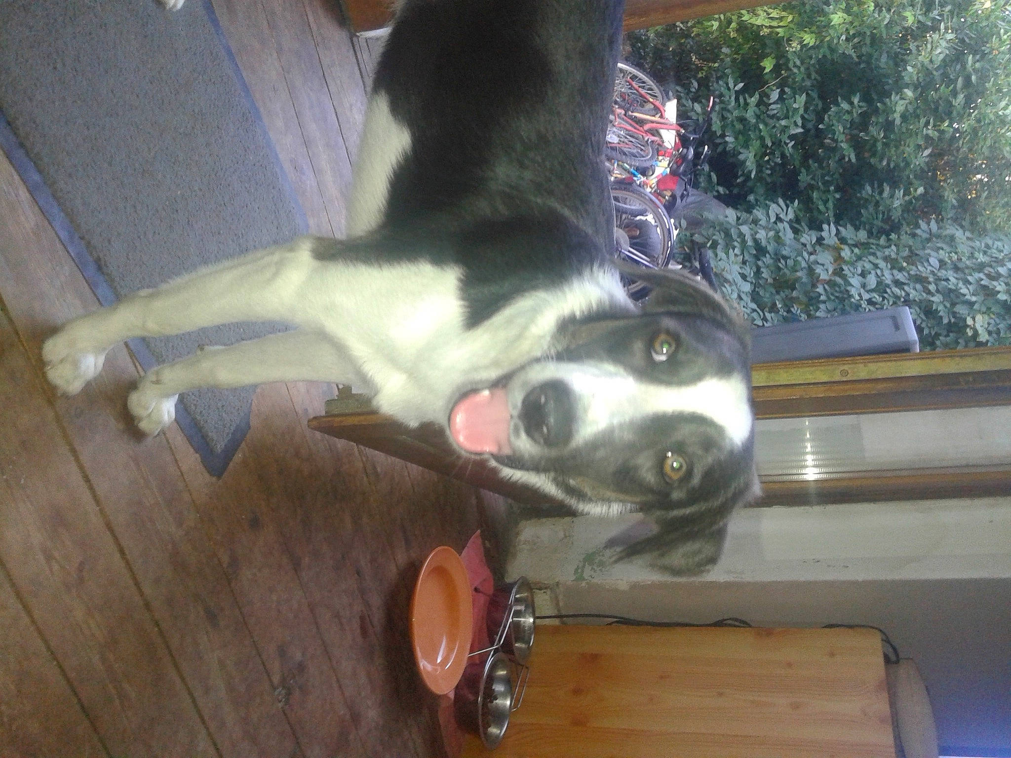 Laika participe au concours pour gagner de l'argent avec cette photo : carnivore, collar, companion_dog, dog, dog_breed, flooring, fur, hardwood, kitchen_utensil, non_sporting_group, paw, plant, tail, varnish, whiskers, wood, wood_flooring, wood_stain, working_animal, working_dog