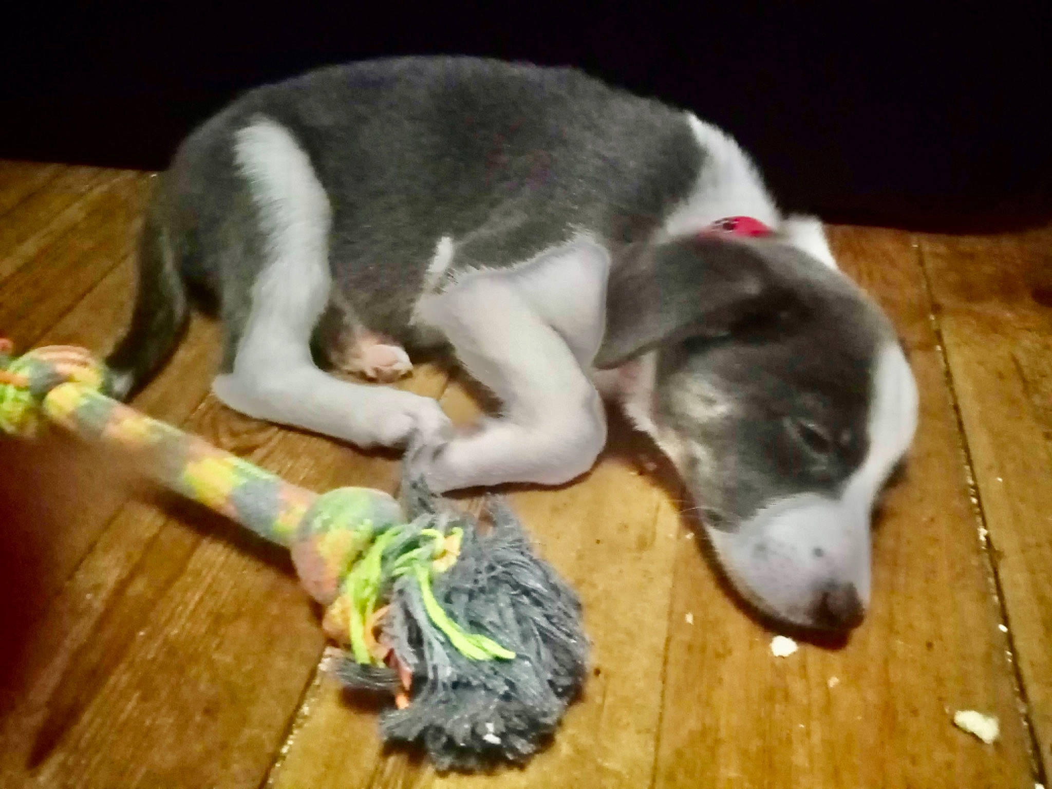 Laika participe au concours pour gagner de l'argent avec cette photo : canidae, carnivore, collar, comfort, companion_dog, dog, dog_breed, dog_supply, dog_toy, fawn, guard_dog, hardwood, non_sporting_group, paw, pet_supply, snout, sporting_group, tail, wood, working_animal