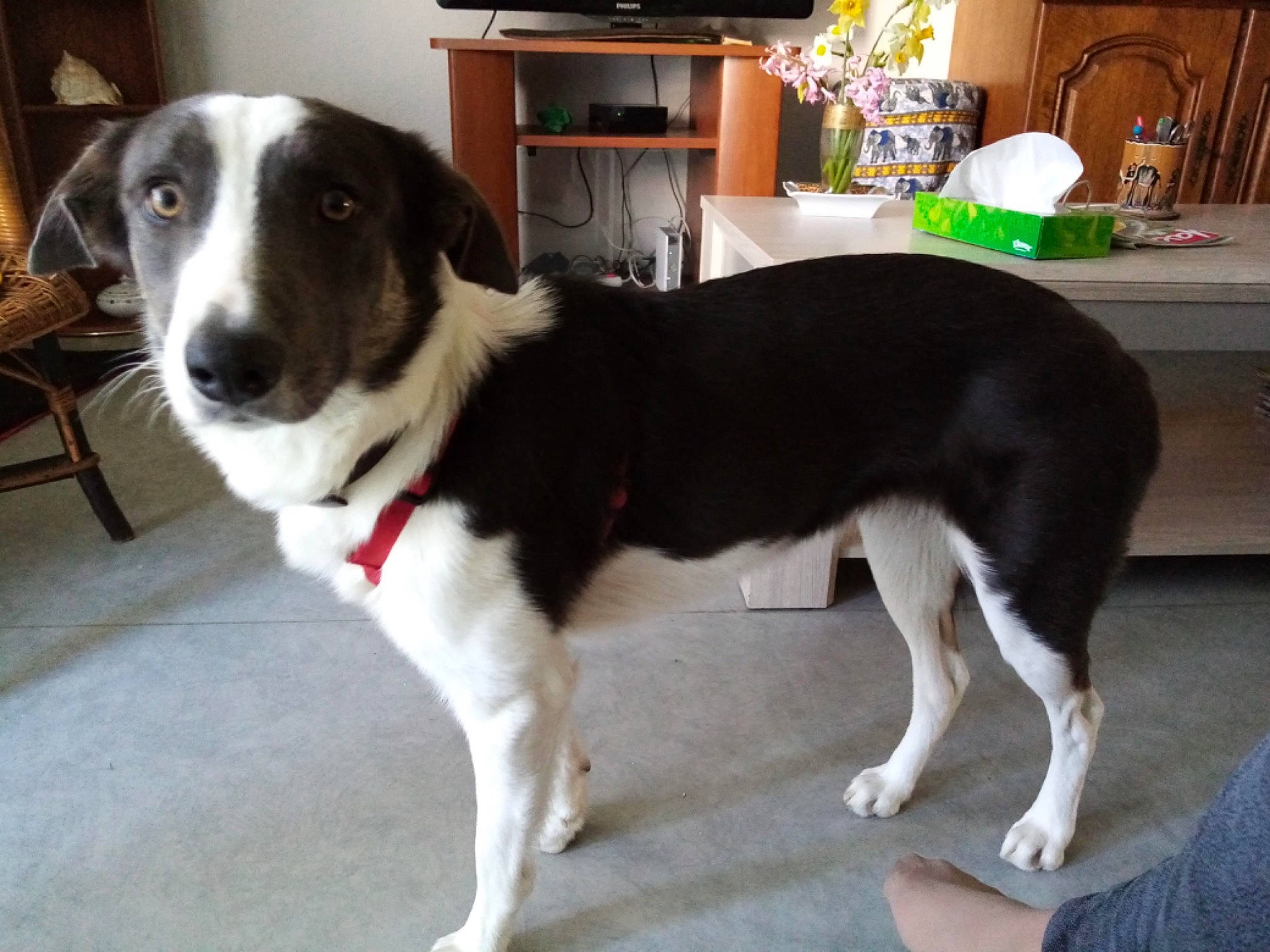 Laika a rejoint le concours — aidez-le/la à gagner de superbes lots ! ancient_dog_breeds, carnivore, chair, collar, companion_dog, desk, dog, dog_breed, door, flooring, fur, furniture, herding_dog, houseplant, snout, sporting_group, table, tail, working_animal, working_dog