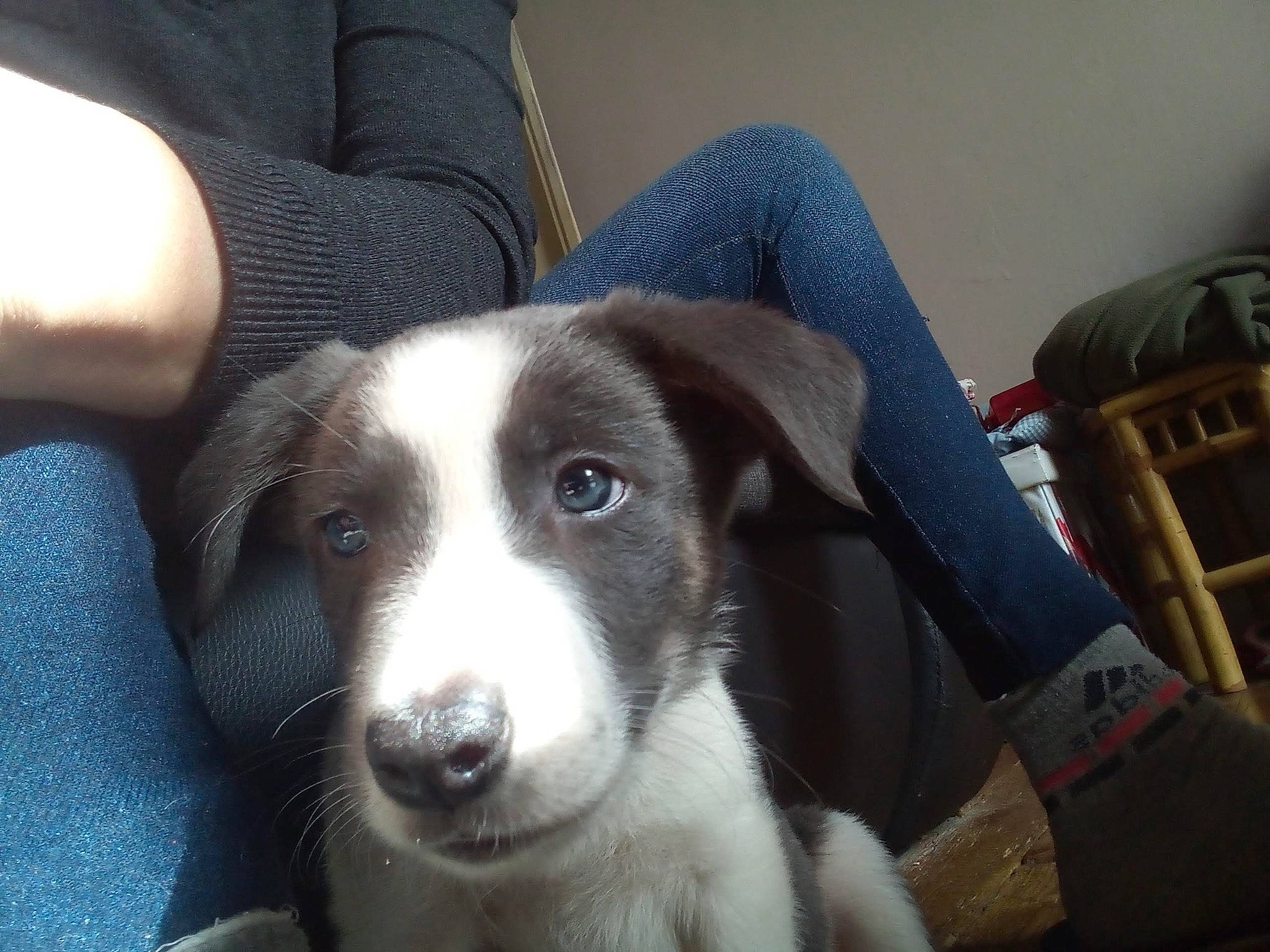 Laika a rejoint le concours — aidez-le/la à gagner de superbes lots ! canidae, carnivore, chair, comfort, companion_dog, dog, dog_breed, fur, human_leg, jaw, snout, sporting_group, terrestrial_animal, whiskers