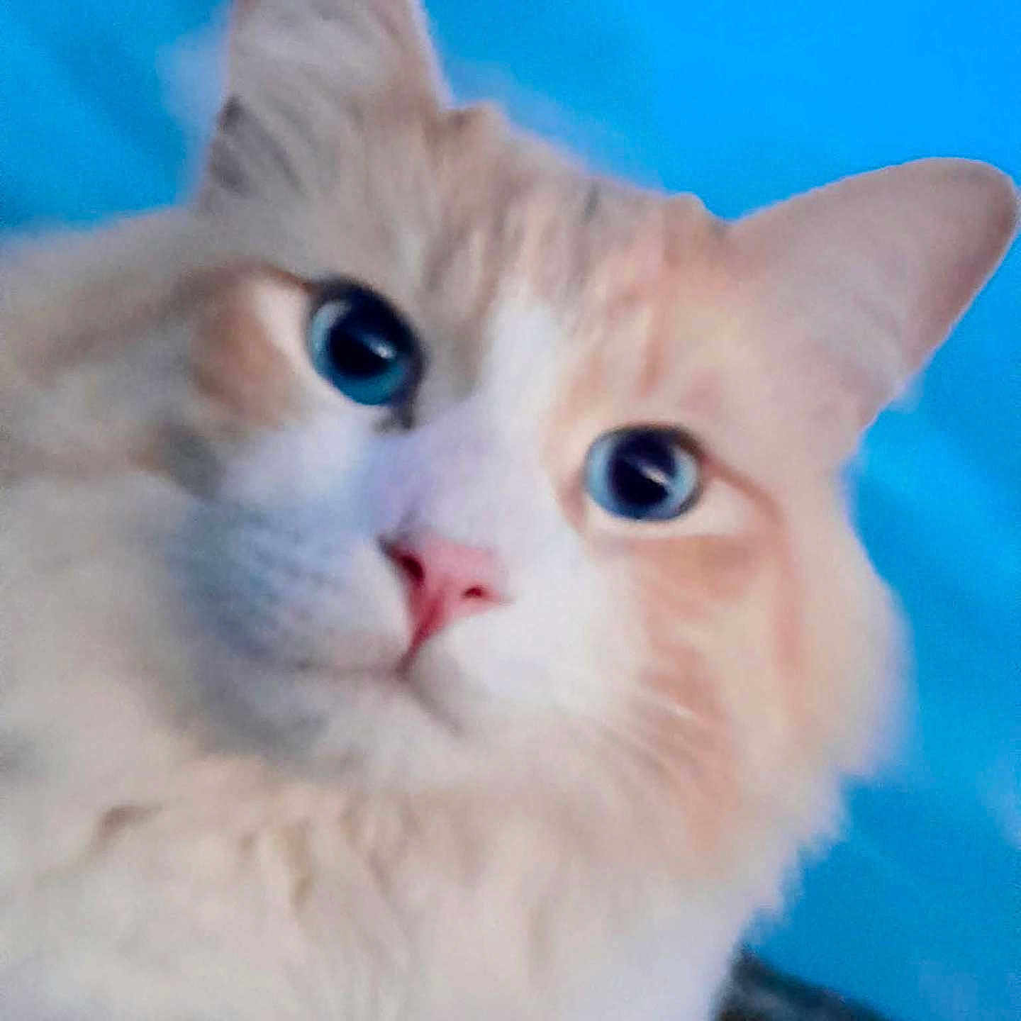 Kane is registered to the contest to win money with this photo: cat, close_up, blue_eyes, fluffy, pink_nose, animal, pet, feline, portrait, cute, indoor, soft_focus, blurry, whiskers, ears, face, fur, blue_background, mammal, domestic_animal