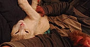 Kane joined the competition — help win amazing prizes! arm, beard, casual_clothing, cat, close_up, comfort, companion, cozy, fur, indoor, jacket, lying_down, orange_and_white, person, pet, relaxed, resting, sleepy, soft_texture, warm_lighting