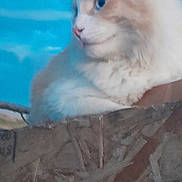 Kane is registered to the contest to win money with this photo: cat, fluffy, fur, wood, blue_sky, outdoor, animal, pet, relaxed, profile, nature, feline, creamy_color, white_color, daylight, resting, closeup, soft_focus, calm, looking_away