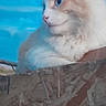 cat, fluffy, fur, wood, blue_sky, outdoor, animal, pet, relaxed, profile, nature, feline, creamy_color, white_color, daylight, resting, closeup, soft_focus, calm, looking_away