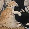 cat, cats, orange_cat, black_and_white_cat, feline, pet, cuddle, snuggle, bed, blanket, fur, animal, domestic_animal, resting, sleeping, cozy, indoor, companion, cute, friendship
