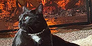 Gracie is registered to the contest to win money with this photo: cat, black_cat, fireplace, fire, flames, rug, indoor, cozy, warm, pet, animal, feline, relaxing, comfort, home, carpet, fur, whiskers, collar, domestic_animal