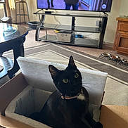 Gracie is registered to the contest to win money with this photo: black_cat, cat, cardboard_box, collar, indoor, living_room, television, table, carpet, pet_food_bowls, cat_tree, furniture, curious, green_eyes, padded_box, window, wooden_cabinet, electronics, floor, domestic_animal