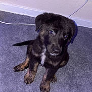 Koda joined the competition — help win amazing prizes! puppy, dog, indoor, carpet, black_fur, brown_fur, white_patch, sitting, cute, pet, young_dog, floor, wall, electrical_outlet, cord, looking_up, fur, animal, domestic, companion