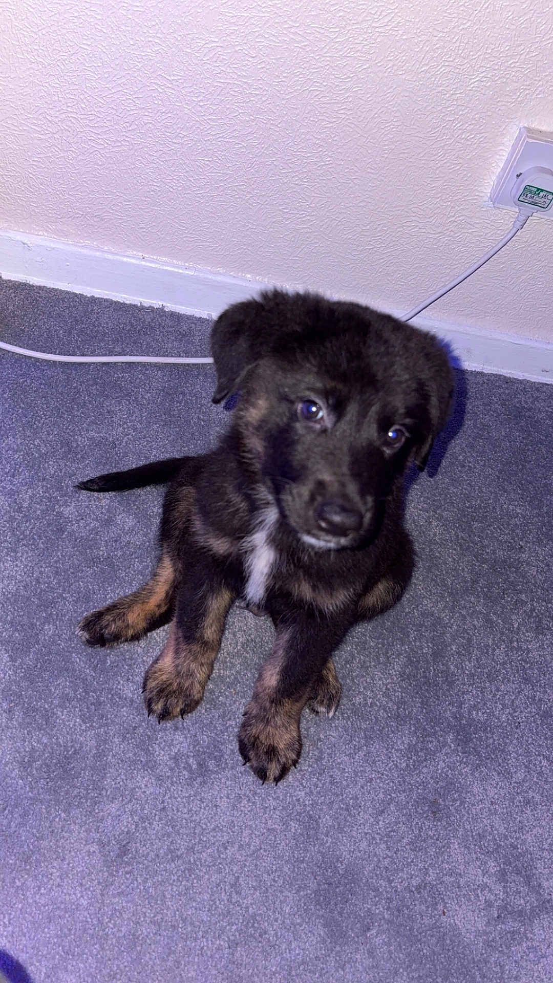 Koda joined the competition — help win amazing prizes! puppy, dog, indoor, carpet, black_fur, brown_fur, white_patch, sitting, cute, pet, young_dog, floor, wall, electrical_outlet, cord, looking_up, fur, animal, domestic, companion