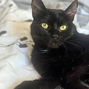 Mya a rejoint le concours — aidez-le/la à gagner de superbes lots ! black_cat, cat, pet, feline, animal, yellow_eyes, whiskers, close_up, laying_down, soft_texture, blanket, indoor, cute, fur, relaxed, paw, bed, domestic_cat, portrait, sleepy