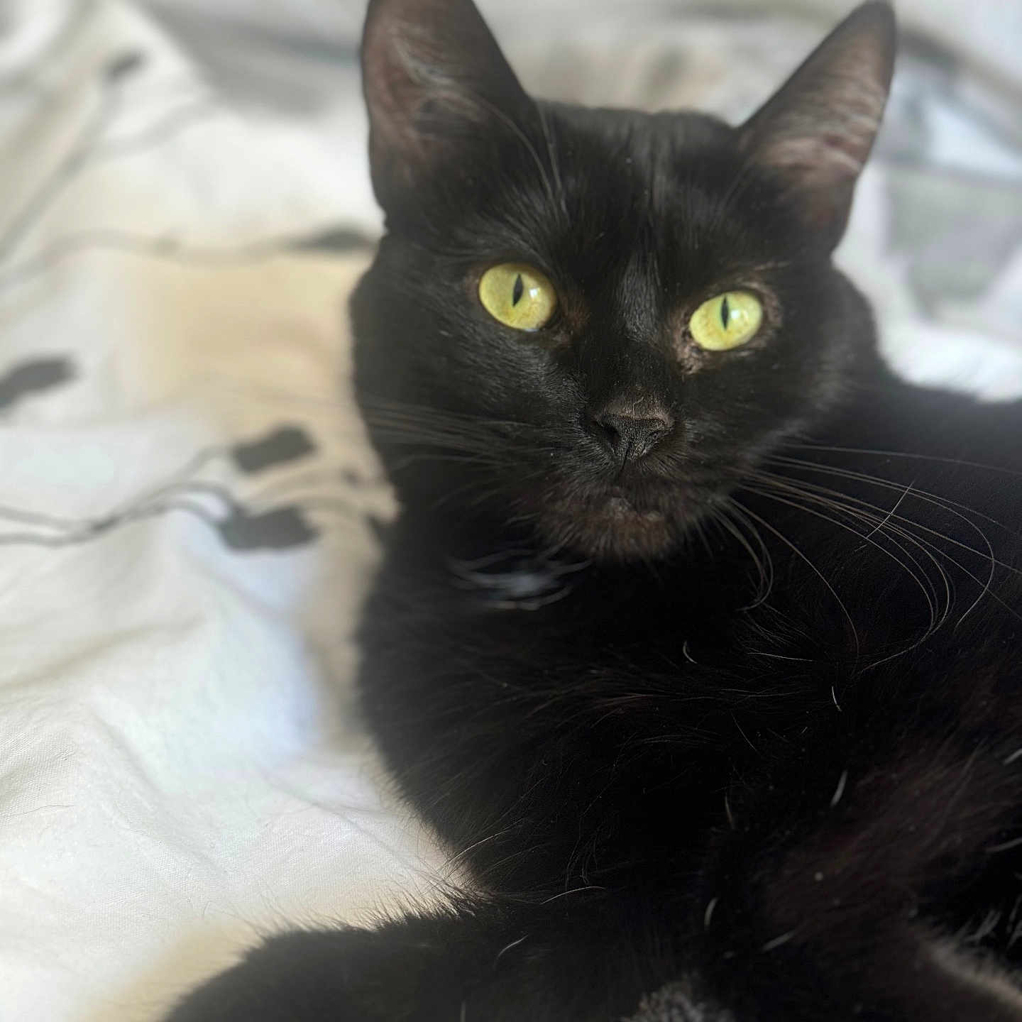 Mya a rejoint le concours — aidez-le/la à gagner de superbes lots ! black_cat, cat, pet, feline, animal, yellow_eyes, whiskers, close_up, laying_down, soft_texture, blanket, indoor, cute, fur, relaxed, paw, bed, domestic_cat, portrait, sleepy