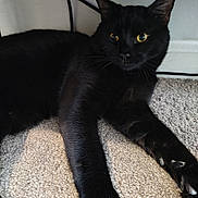 Midnight is registered to the contest to win money with this photo: cat, black_cat, pet, indoor, carpet, yellow_eyes, whiskers, paws, stretched_paws, furniture, under_furniture, close_up, portrait, feline, black_fur, relaxed, looking_at_camera, ears, nose, domestic_animal