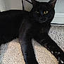cat, black_cat, pet, indoor, carpet, yellow_eyes, whiskers, paws, stretched_paws, furniture, under_furniture, close_up, portrait, feline, black_fur, relaxed, looking_at_camera, ears, nose, domestic_animal