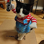 Blessing is registered to the contest to win money with this photo: cat, tuxedo_cat, costume, overalls, striped_shirt, cardboard_box, hardwood_floor, toy_knife, cat_paws, whiskers, indoors, stool, black_and_white, cute, pet, portrait, eyes, sitting, playful, furniture