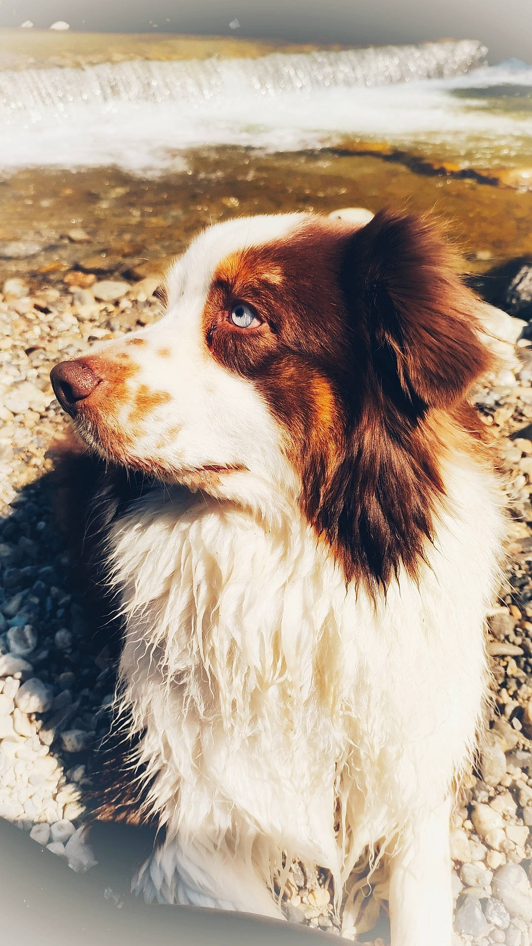 Malow participe au concours pour gagner de l'argent avec cette photo : ancient_dog_breeds, australian_collie, australian_shepherd, canidae, carnivore, collie, companion_dog, dog, dog_breed, fawn, fur, herding_dog, liver, snout, sporting_group, terrestrial_animal, whiskers, wildlife, working_animal, working_dog