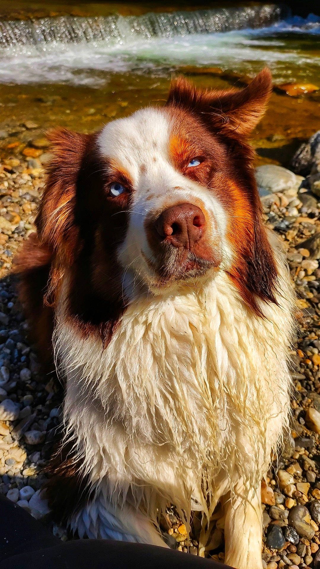 Malow participe au concours pour gagner de l'argent avec cette photo : australian_shepherd, canidae, carnivore, companion_dog, dog, dog_breed, fur, grass, gun_dog, herding_dog, hunting_dog, jaw, liver, snout, sporting_group, terrestrial_animal, welsh_springer_spaniel, whiskers, wildlife, working_dog