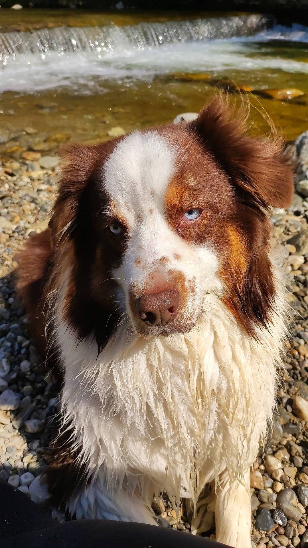 Malow participe au concours pour gagner de l'argent avec cette photo : australian_shepherd, canidae, carnivore, companion_dog, dog, dog_breed, fur, grass, gun_dog, herding_dog, hunting_dog, liver, snout, sporting_group, terrestrial_animal, whiskers, working_dog