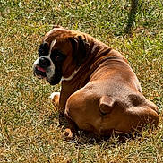 Apollo joined the competition — help win amazing prizes! dog, boxer, grass, outdoor, sunlight, fence, pet, animal, brown, white, tongue, looking_back, fur, nature, summer, relaxed, canine, mammal, playful, daytime