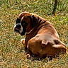 dog, boxer, grass, outdoor, sunlight, fence, pet, animal, brown, white, tongue, looking_back, fur, nature, summer, relaxed, canine, mammal, playful, daytime