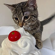 Kitty joined the competition — help win amazing prizes! animal, cat, cherry, close_up, cream, curious, cute, dessert, feline, food, indoor, kitten, paw, pet, playful, small, soft, tabby_cat, texture, whiskers