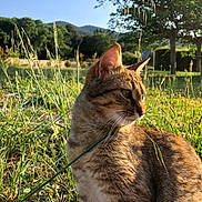 Mew participe au concours pour gagner de l'argent avec cette photo : cat, tabby, grass, outdoor, nature, sunlight, animal, field, tree, greenery, mammal, whiskers, ears, fur, daylight, peaceful, serene, looking_away, closeup, landscape