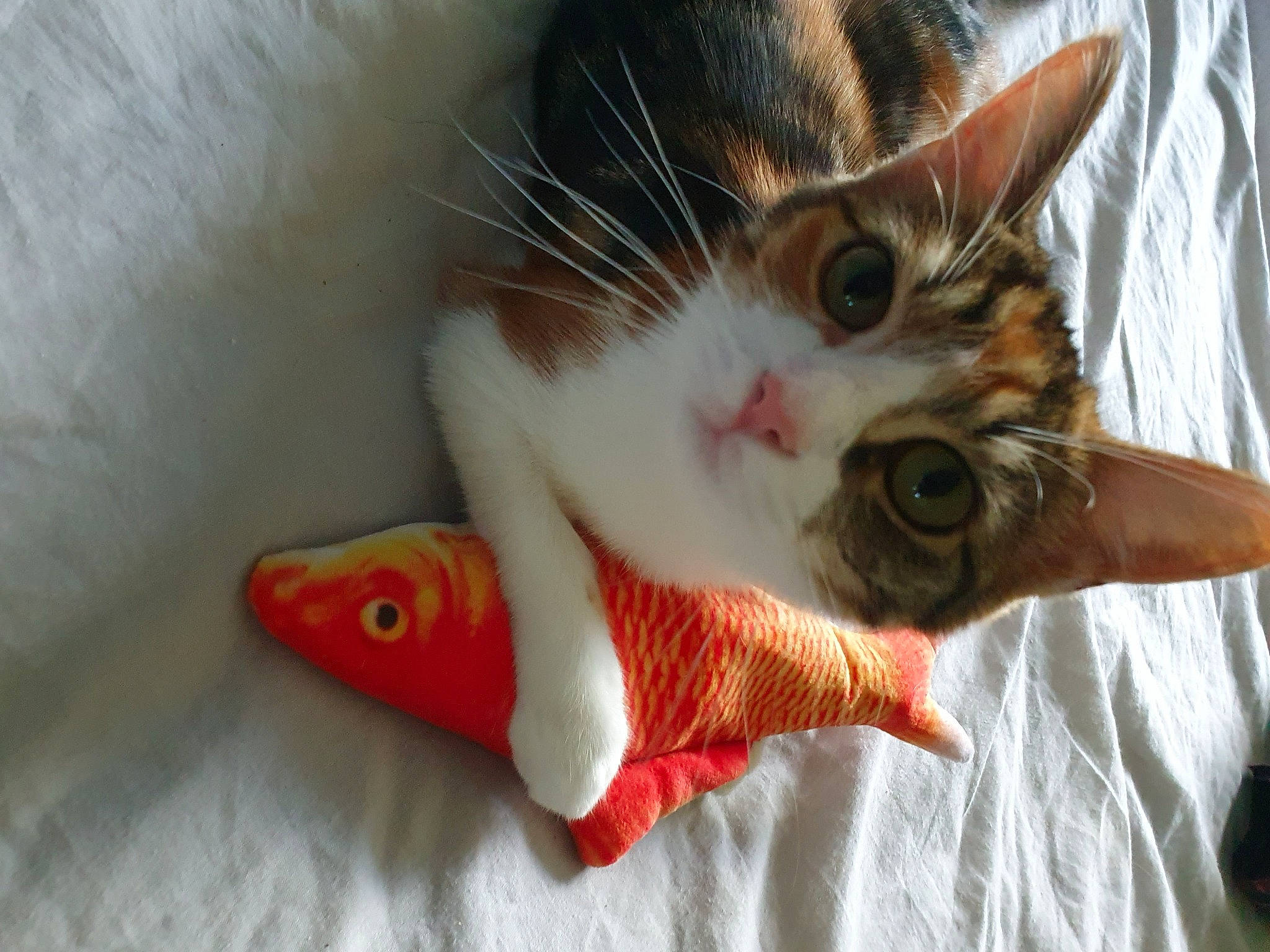 Lily joined the competition — help win amazing prizes! carmine, carnivore, cat, claw, domestic_short_haired_cat, eyelash, fawn, felidae, foot, fur, nail, paw, small_to_medium_sized_cats, snout, tail, tree, whiskers