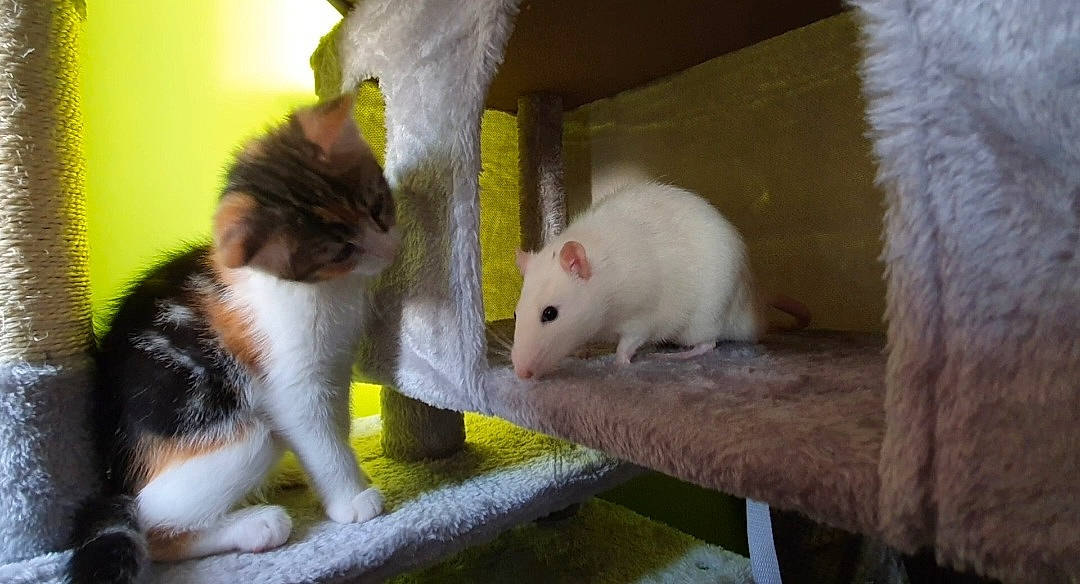 Lily joined the competition — help win amazing prizes! animal_feed, biting, cat, domestic_short_haired_cat, fawn, felidae, fur, grass, hamster, mammal, pet_food, pet_supply, rat, rodent, small_animal_food, small_to_medium_sized_cats, snout, tail, vertebrate, whiskers