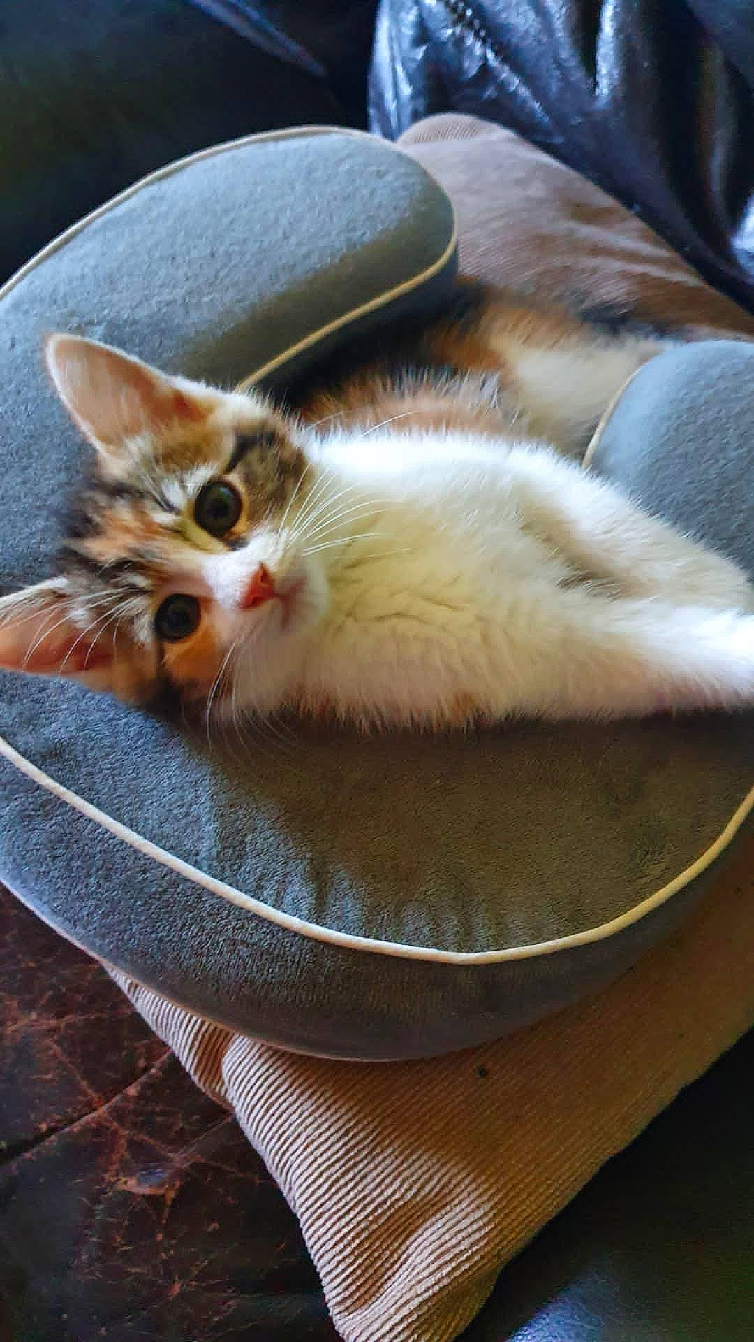 Lily is registered to the contest to win money with this photo: carnivore, cat, cat_bed, cat_furniture, cat_supply, claw, comfort, domestic_short_haired_cat, fawn, felidae, foot, fur, paw, pet_supply, small_to_medium_sized_cats, snout, tail, whiskers, wood