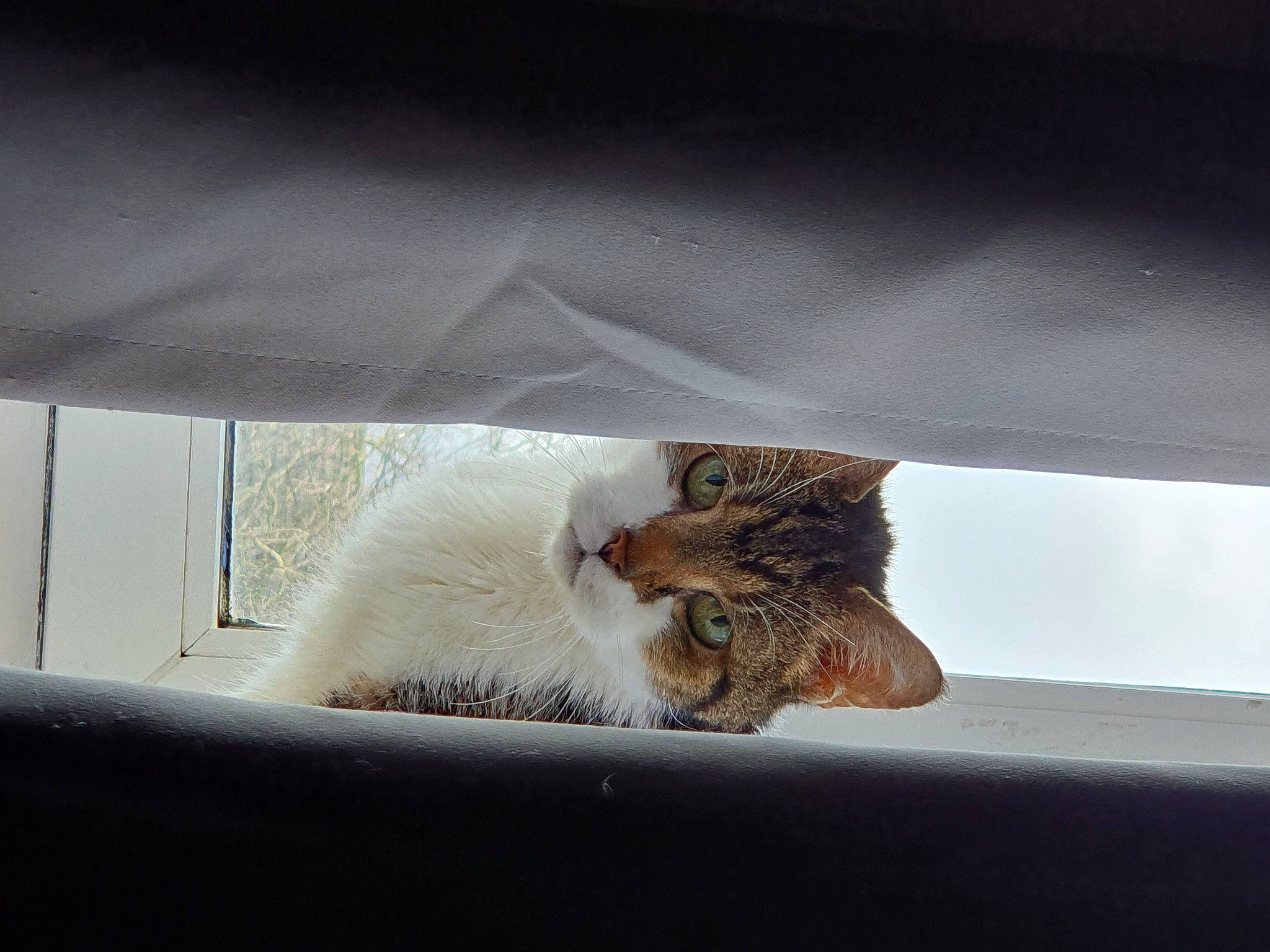 Knoxville joined the competition — help win amazing prizes! automotive_lighting, automotive_window_part, carnivore, cat, comfort, domestic_short_haired_cat, felidae, fur, glass, hood, paw, small_to_medium_sized_cats, snout, tail, terrestrial_animal, tints_and_shades, vehicle_door, whiskers, window, windshield