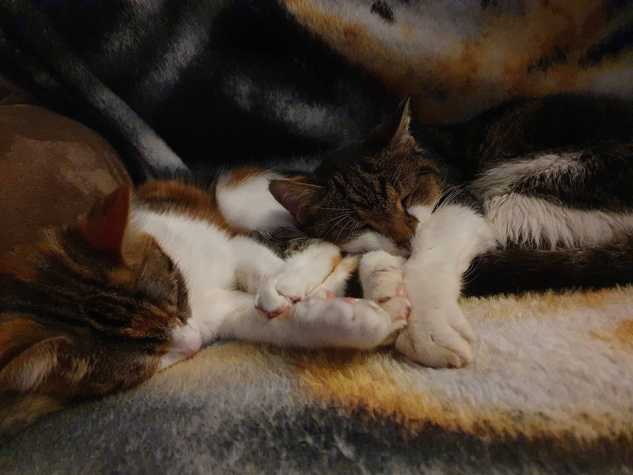 Knoxville joined the competition — help win amazing prizes! art, carnivore, cat, claw, comfort, domestic_short_haired_cat, fawn, felidae, fur, grass, grey, linens, nap, paw, sleep, small_to_medium_sized_cats, snout, tail, whiskers, wood