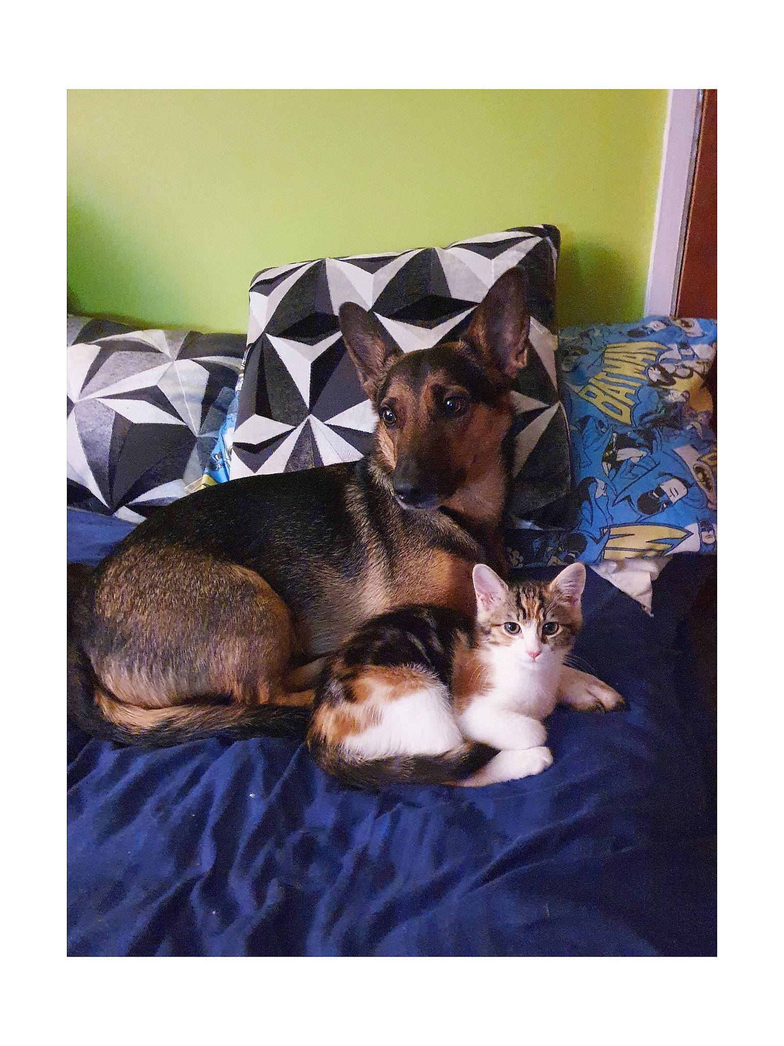 Lincoln joined the competition — help win amazing prizes! bedding, carnivore, cat, cat_supply, comfort, companion_dog, domestic_short_haired_cat, fawn, felidae, fur, linens, pillow, rectangle, room, small_to_medium_sized_cats, square, tail, textile, whiskers, window